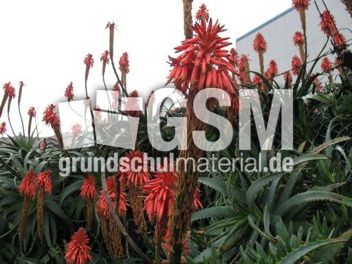 Spanien Andalusien Gibraltar 015.JPG